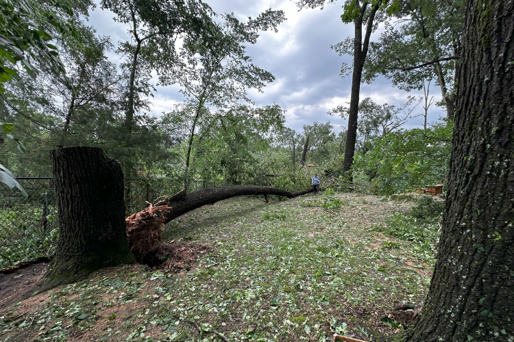 tree damage